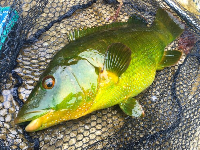 Green and Gold Ballan Wrasse