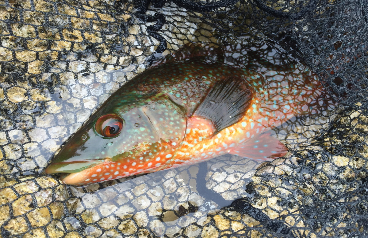 Orange Wrasse