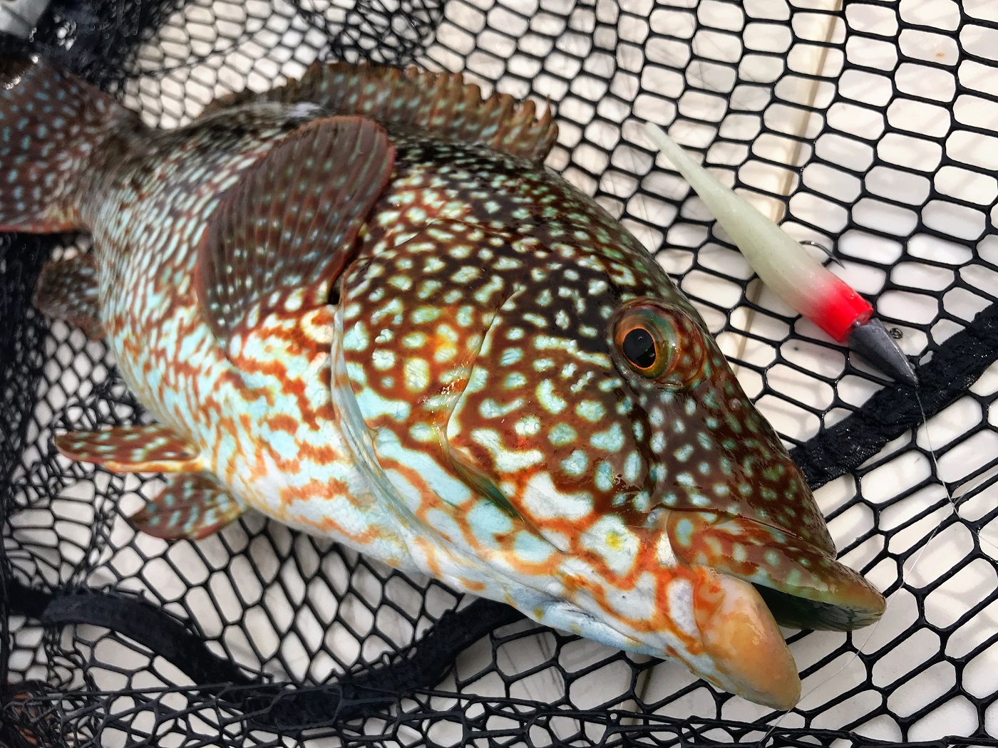 Hard Rock Fishing  HRF - Lure Fishing For Wrasse